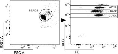 Multiple sclerosis-disease modifying therapies affect humoral and T-cell response to mRNA COVID-19 vaccine